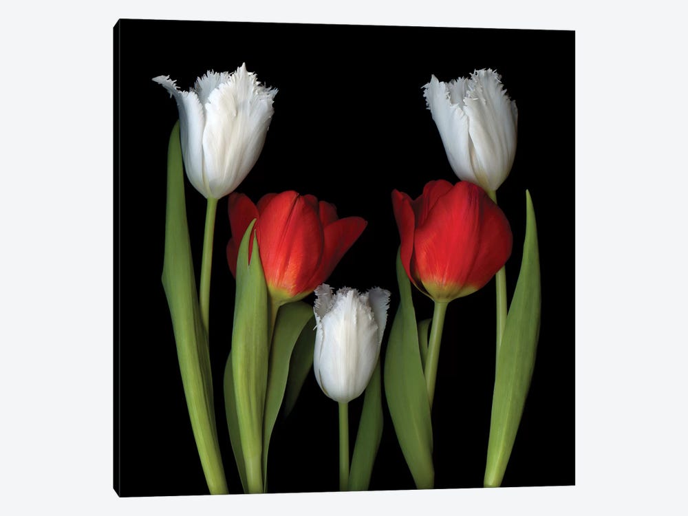 Tulip Frazzle VII by Magda Indigo 1-piece Canvas Print
