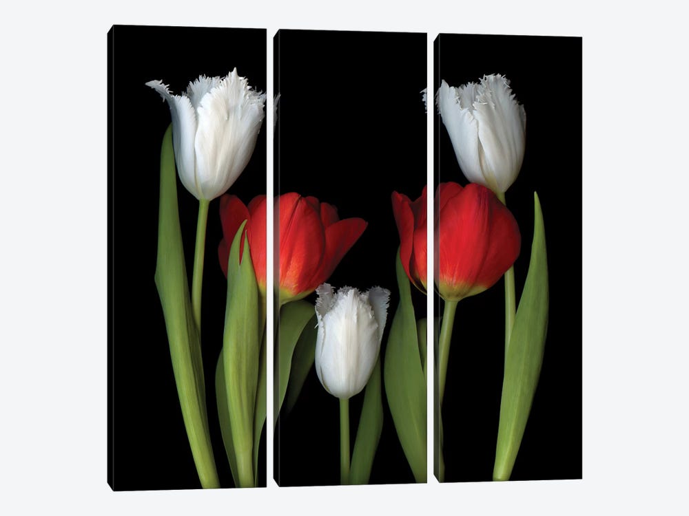 Tulip Frazzle VII by Magda Indigo 3-piece Canvas Print