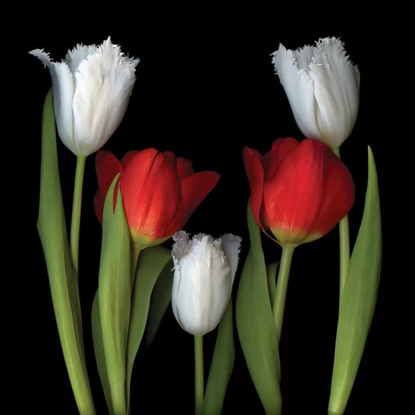 Tulips: Tulip Frazzle VII by Magda Indigo