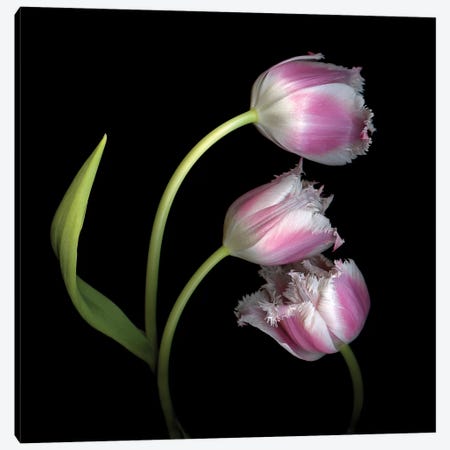 Tulip Frill X Canvas Print #MAG353} by Magda Indigo Canvas Artwork
