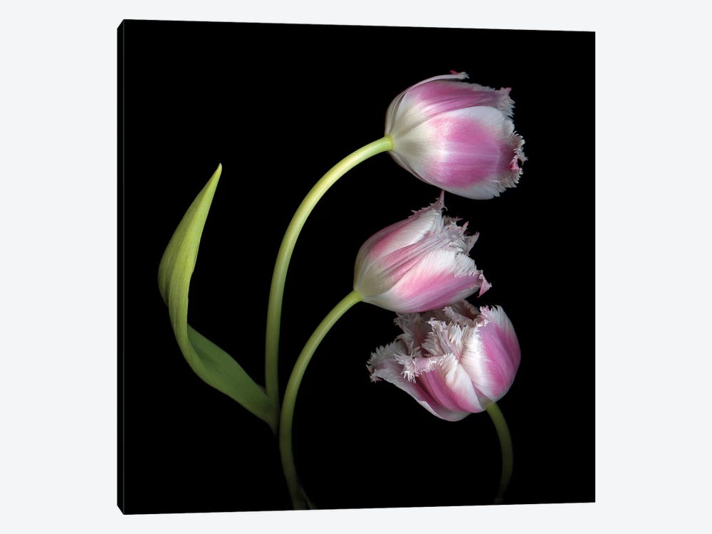 Tulip Frill X by Magda Indigo 1-piece Canvas Artwork