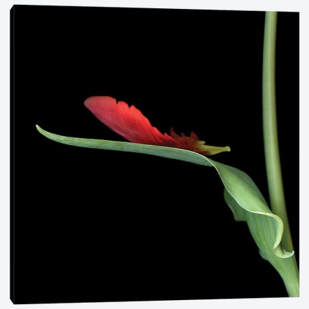 Tulip Parrot Red XIV Canvas Print #MAG355} by Magda Indigo Canvas Art Print