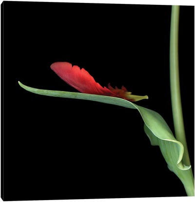 Tulip Parrot Red XIV Canvas Art Print - Magda Indigo
