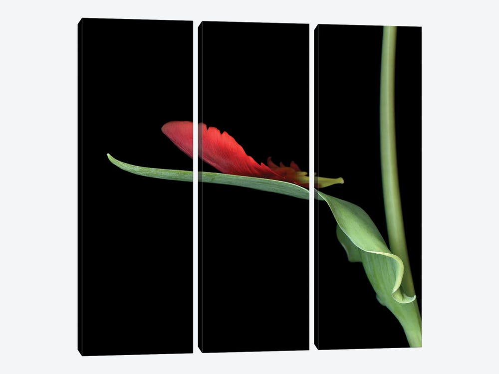 Tulip Parrot Red XIV by Magda Indigo 3-piece Canvas Artwork