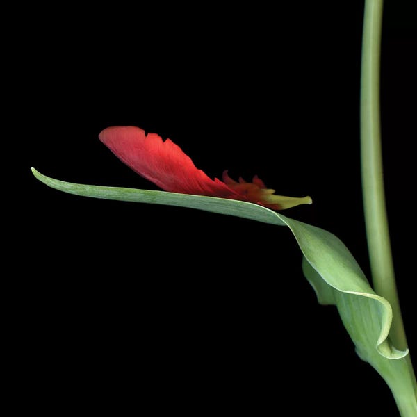 Tulips: Tulip Parrot Red XIV by Magda Indigo