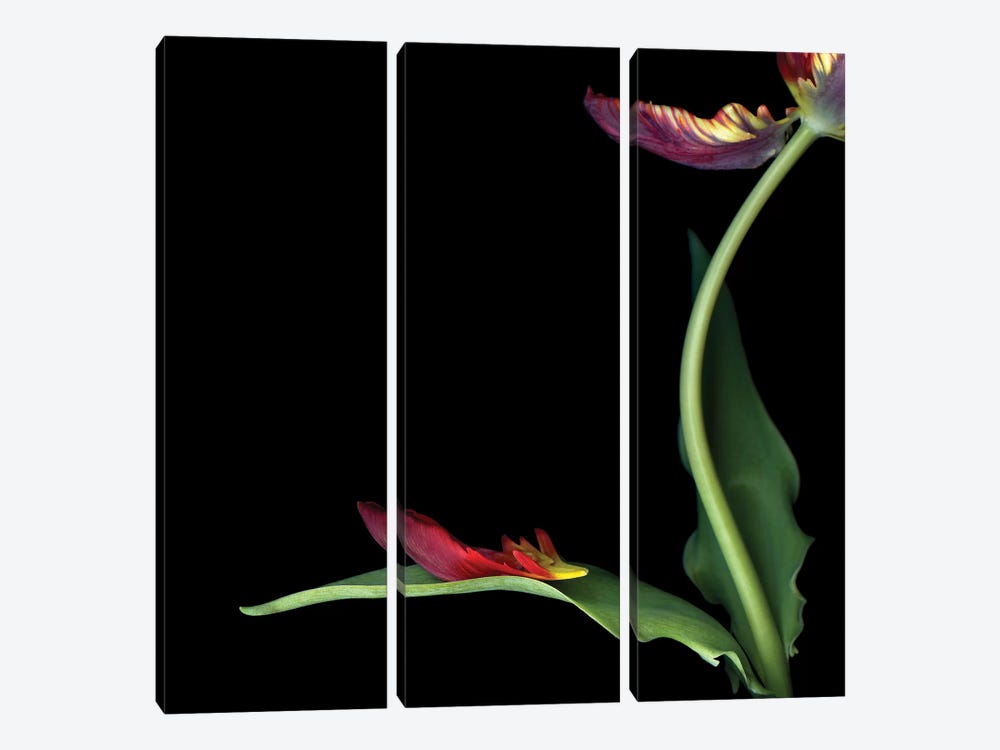 Tulip Parrot Red XIX by Magda Indigo 3-piece Canvas Print