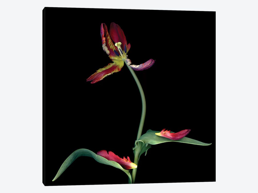 Tulip Parrot Red XXIV-A by Magda Indigo 1-piece Canvas Art