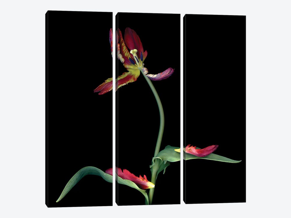 Tulip Parrot Red XXIV-A by Magda Indigo 3-piece Canvas Artwork