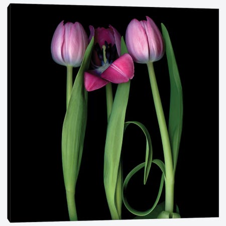Tulip Pink IV Canvas Print #MAG360} by Magda Indigo Canvas Print