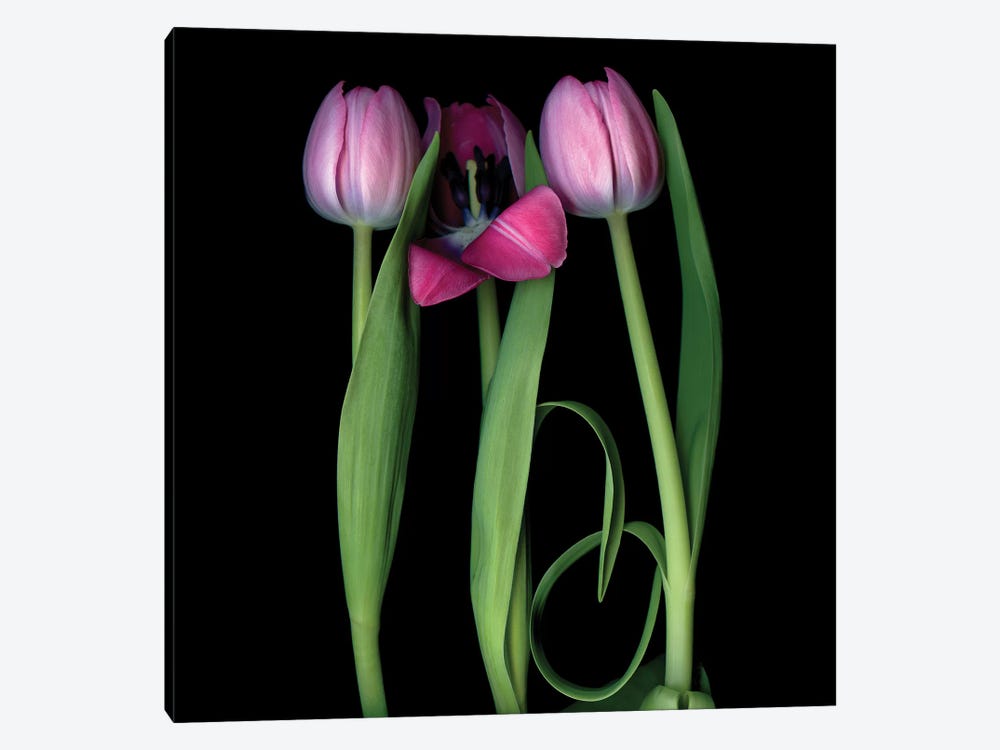 Tulip Pink IV by Magda Indigo 1-piece Canvas Artwork