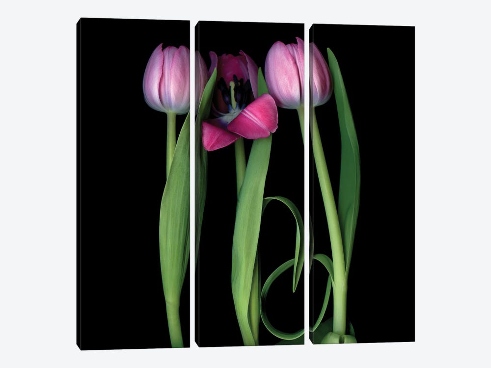 Tulip Pink IV by Magda Indigo 3-piece Canvas Artwork
