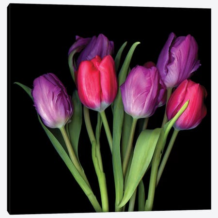 Tulip Purple XIII Canvas Print #MAG361} by Magda Indigo Art Print