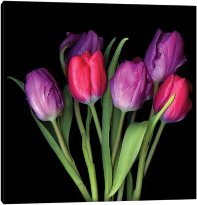Tulip Purple XIII Canvas Art Print - Magda Indigo