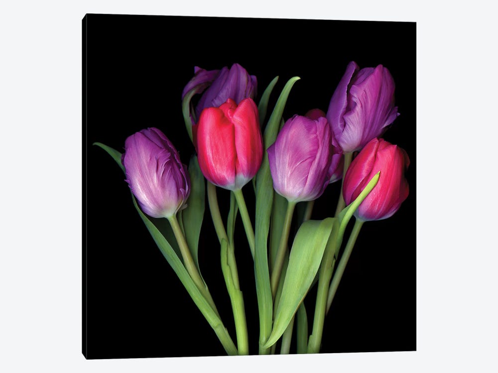 Tulip Purple XIII by Magda Indigo 1-piece Canvas Print