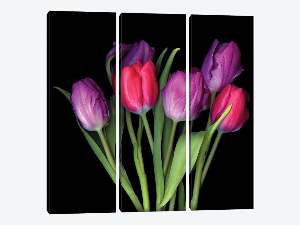 Tulip Purple XIII by Magda Indigo 3-piece Canvas Print