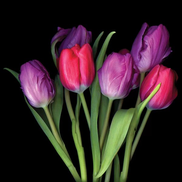 Tulips: Tulip Purple XIII by Magda Indigo