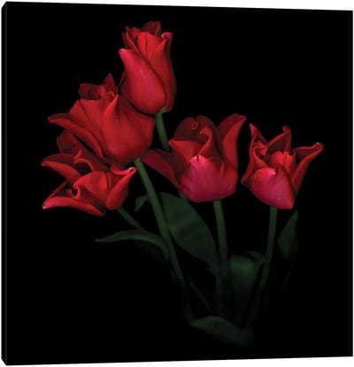Tulip Red Crown V Canvas Art Print - Tulip Art