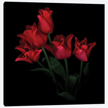 Tulip Red Crown V Canvas Print #MAG362} by Magda Indigo Canvas Art Print