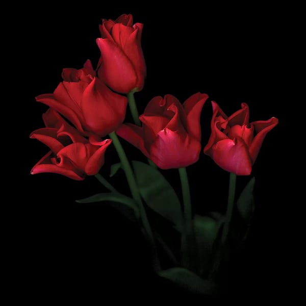 Tulips: Tulip Red Crown V by Magda Indigo