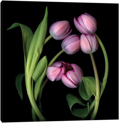 Tulip Special X Canvas Art Print - Tulip Art