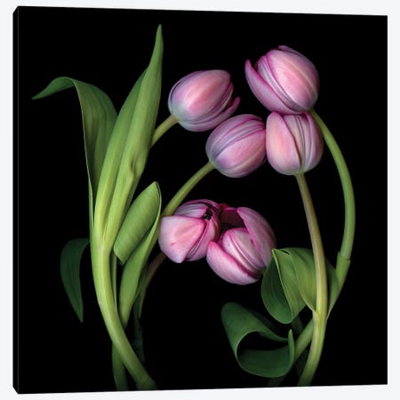 Tulip Special X Canvas Print #MAG363} by Magda Indigo Canvas Art Print