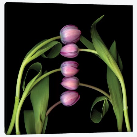 Tulip Special II Canvas Print #MAG364} by Magda Indigo Canvas Artwork