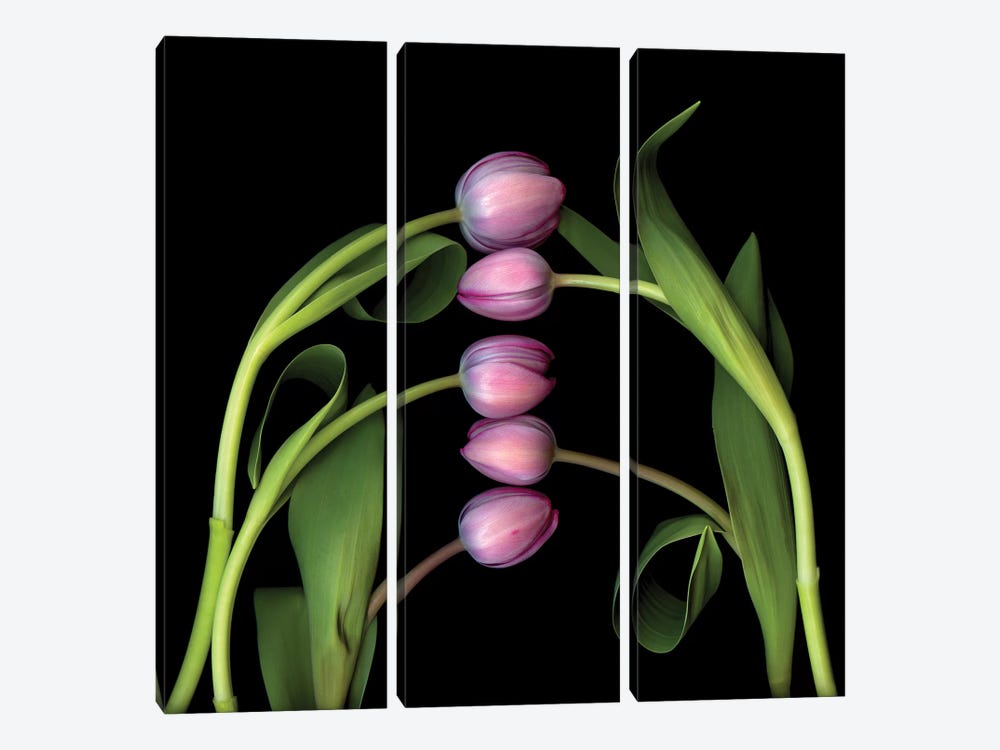 Tulip Special II by Magda Indigo 3-piece Canvas Artwork