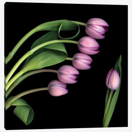 Tulip Special IV Canvas Print #MAG365} by Magda Indigo Canvas Art