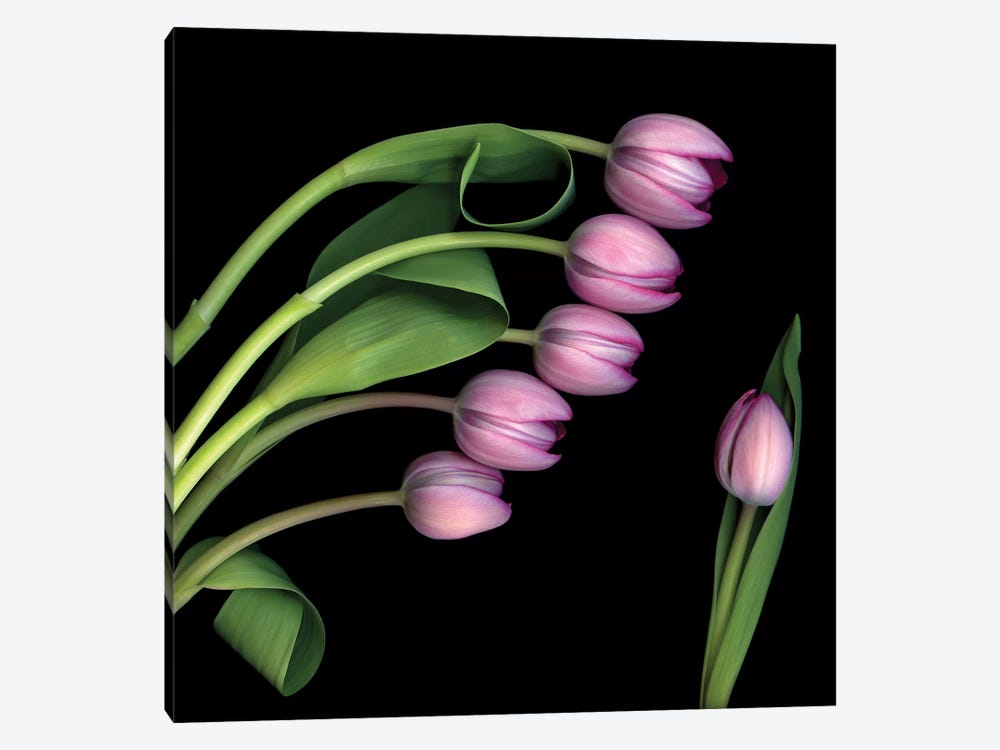 Tulip Special IV by Magda Indigo 1-piece Canvas Art Print