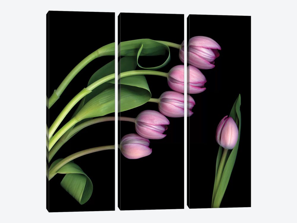 Tulip Special IV by Magda Indigo 3-piece Canvas Print