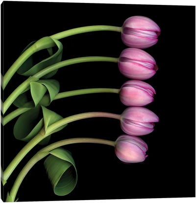Tulip Special V Canvas Art Print - Tulip Art