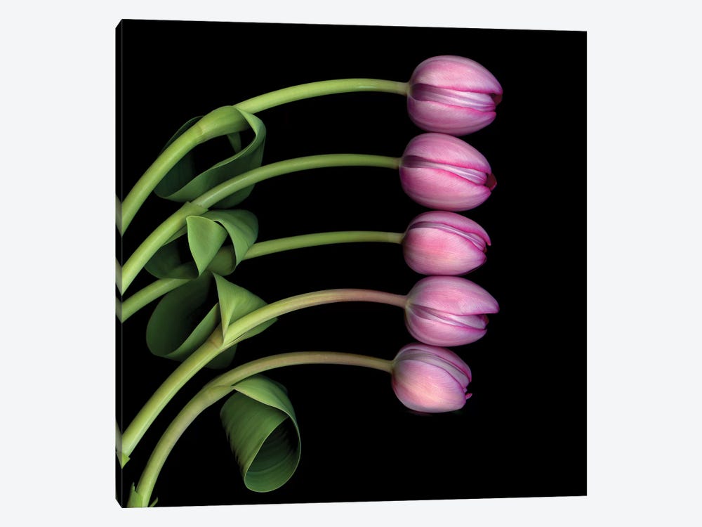 Tulip Special V by Magda Indigo 1-piece Canvas Artwork