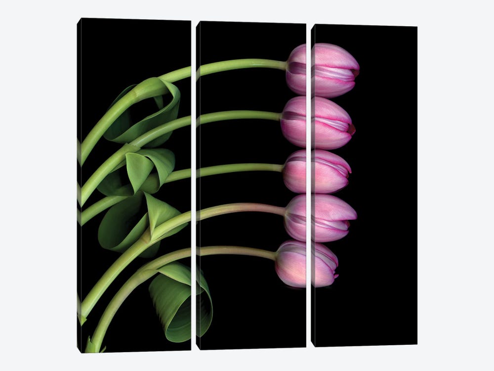 Tulip Special V by Magda Indigo 3-piece Canvas Art