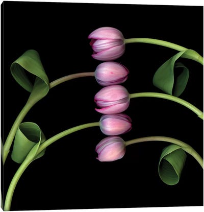 Tulip Special VI Canvas Art Print - Tulip Art