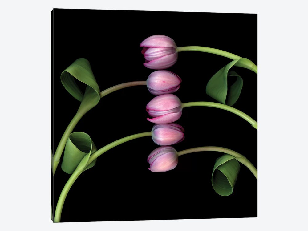 Tulip Special VI by Magda Indigo 1-piece Canvas Art Print