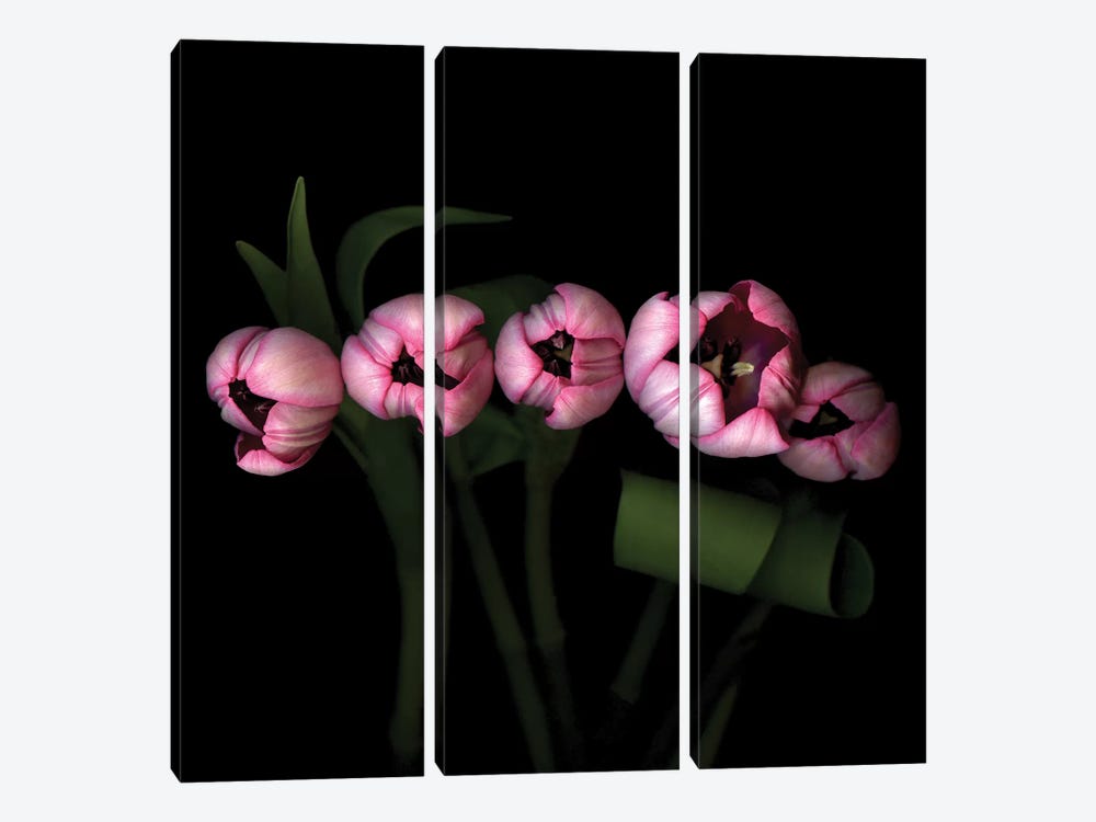 Tulip Special VII by Magda Indigo 3-piece Canvas Art