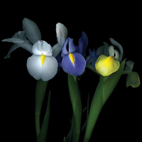 Irises: Irissime by Magda Indigo