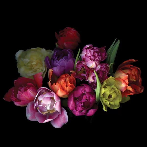 Still Life Photography: Tulips Mix XI by Magda Indigo