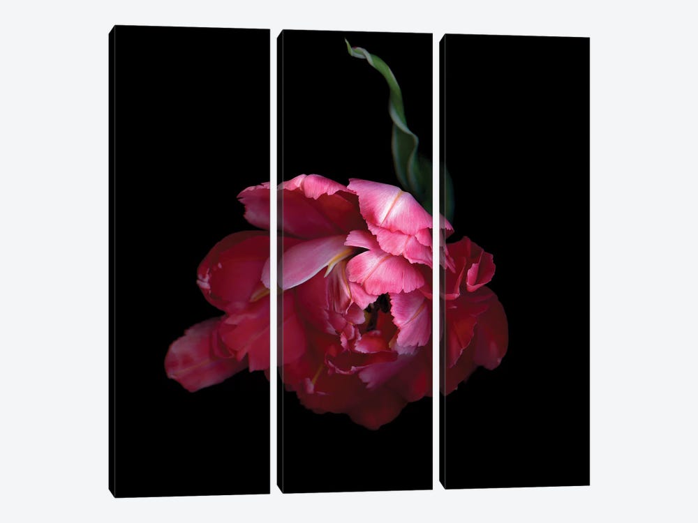 Tulips Mix II by Magda Indigo 3-piece Canvas Art