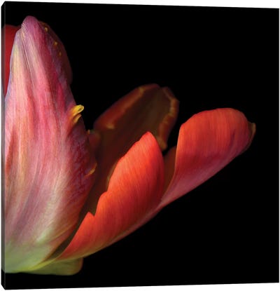 Tulips Multi III Canvas Art Print - Tulip Art