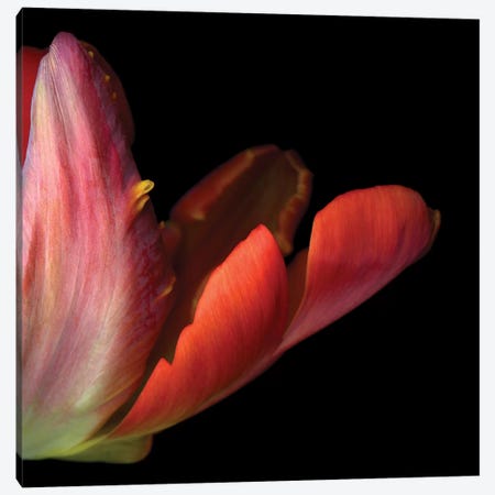 Tulips Multi III Canvas Print #MAG372} by Magda Indigo Canvas Artwork