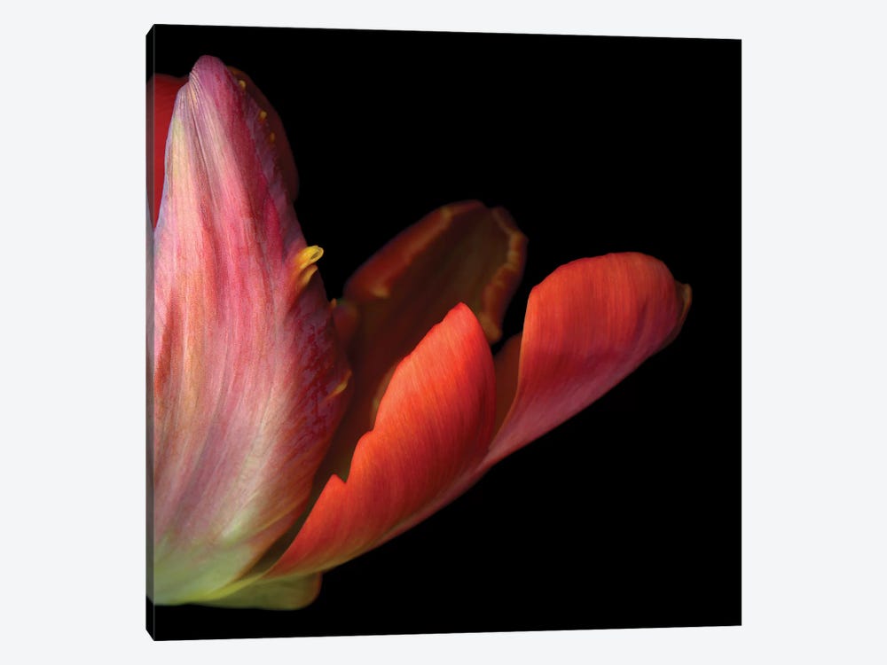 Tulips Multi III by Magda Indigo 1-piece Art Print