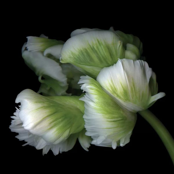 Tulips: Tulips Parrot XI by Magda Indigo