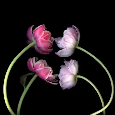 Tulips Pink I by Magda Indigo multi panel art