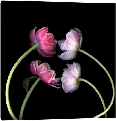 Tulips Pink I Canvas Art Print - Tulip Art