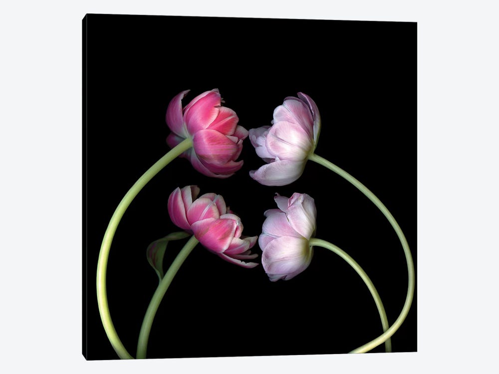 Tulips Pink I by Magda Indigo 1-piece Canvas Art Print