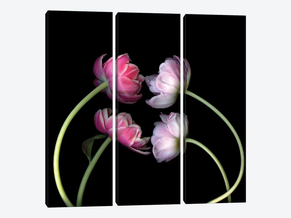 Tulips Pink I by Magda Indigo 3-piece Canvas Print
