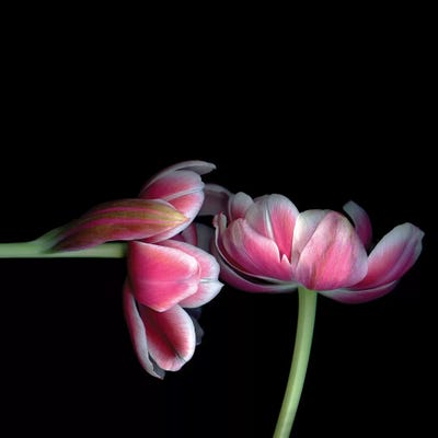 Tulips Pink XV Art Print by Magda Indigo | iCanvas