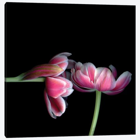Tulips Pink XV Canvas Print #MAG377} by Magda Indigo Canvas Print