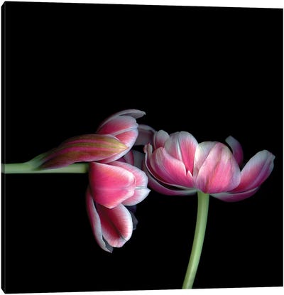 Tulips Pink XV Canvas Art Print - Tulip Art